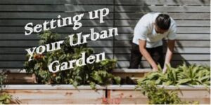 Setting up your Urban Vegetable Garden (Guest Blog)